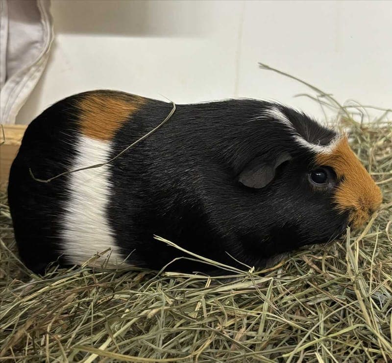 GUNNAR VON GURKE - Kleintier zur Adoption aus Tierheim München