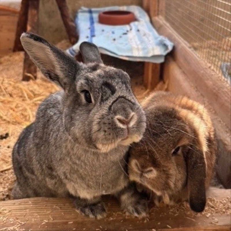 HAPPY - Kleintier zur Adoption aus Tierheim München