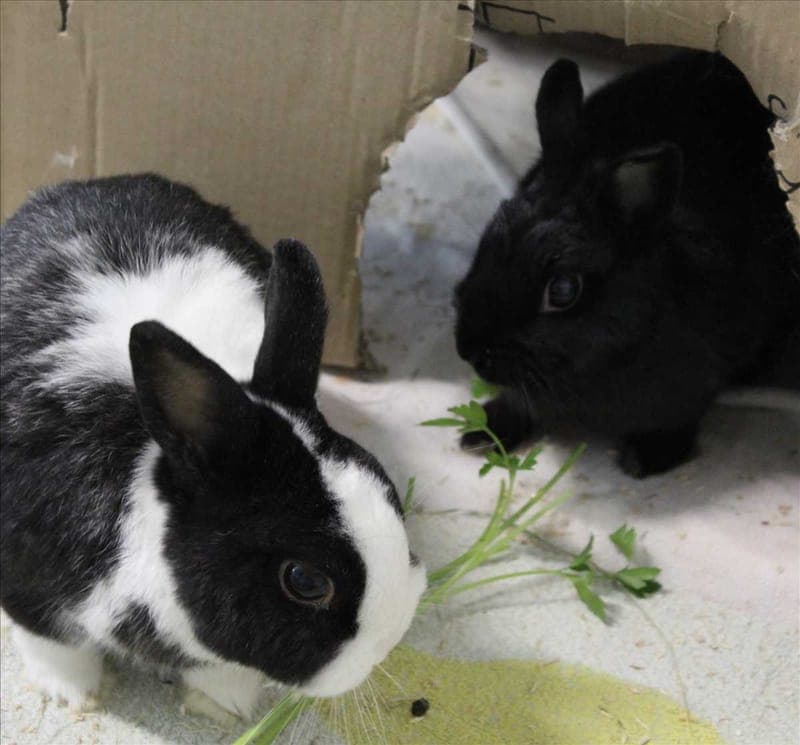 HEIKE - Kleintier zur Adoption aus Tierheim München