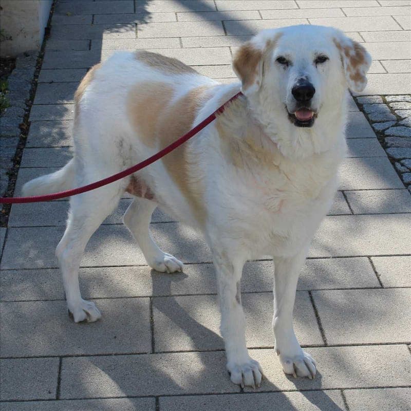 HELENA - Hund zur Adoption aus Tierheim München