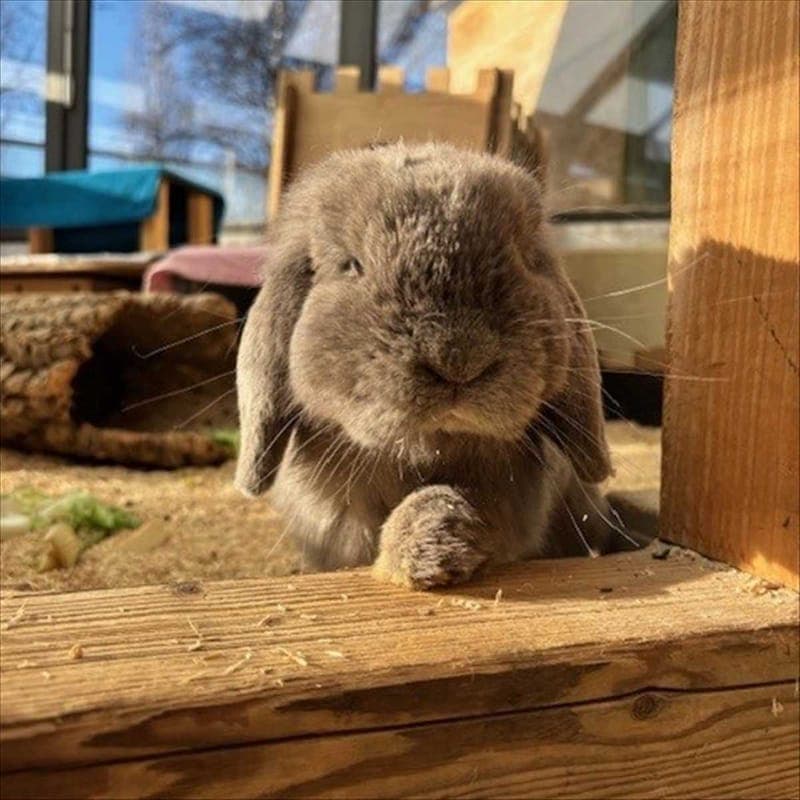 HOKUSPOKUS - Kleintier zur Adoption aus Tierheim München