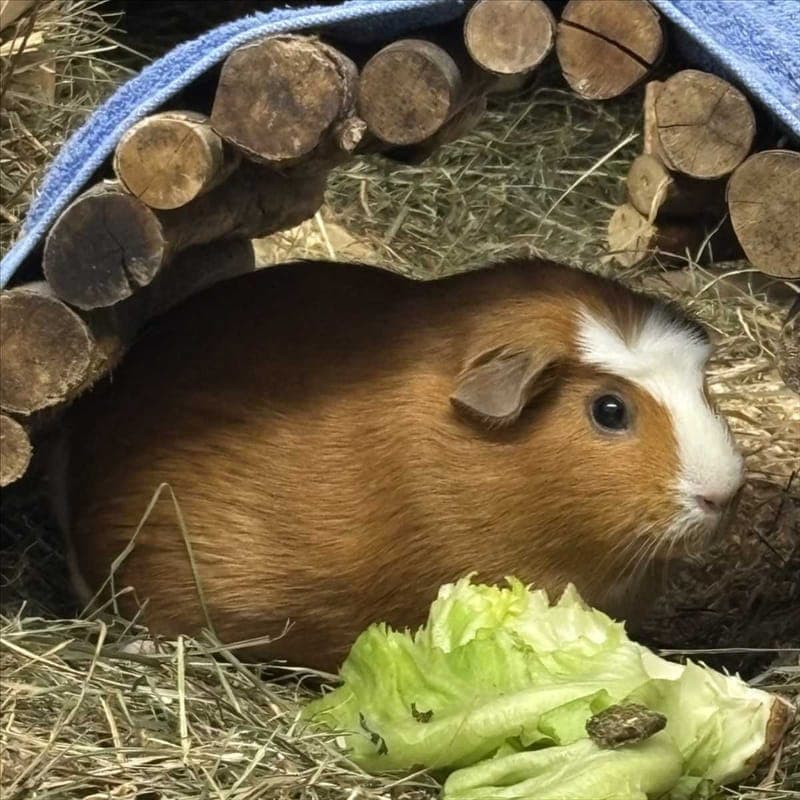 HOLLY VON HOLUNDER - Kleintier zur Adoption aus Tierheim München