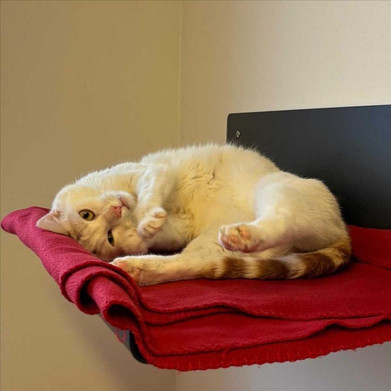 HUBSI - Katze zur Adoption aus Tierheim München