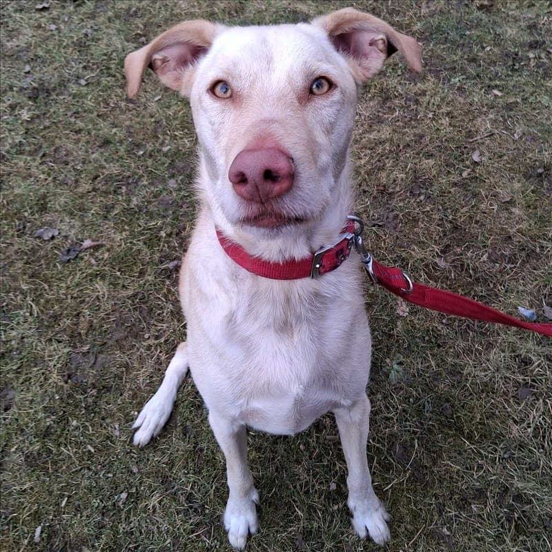 ICHIKO - Hund zur Adoption aus Tierheim München