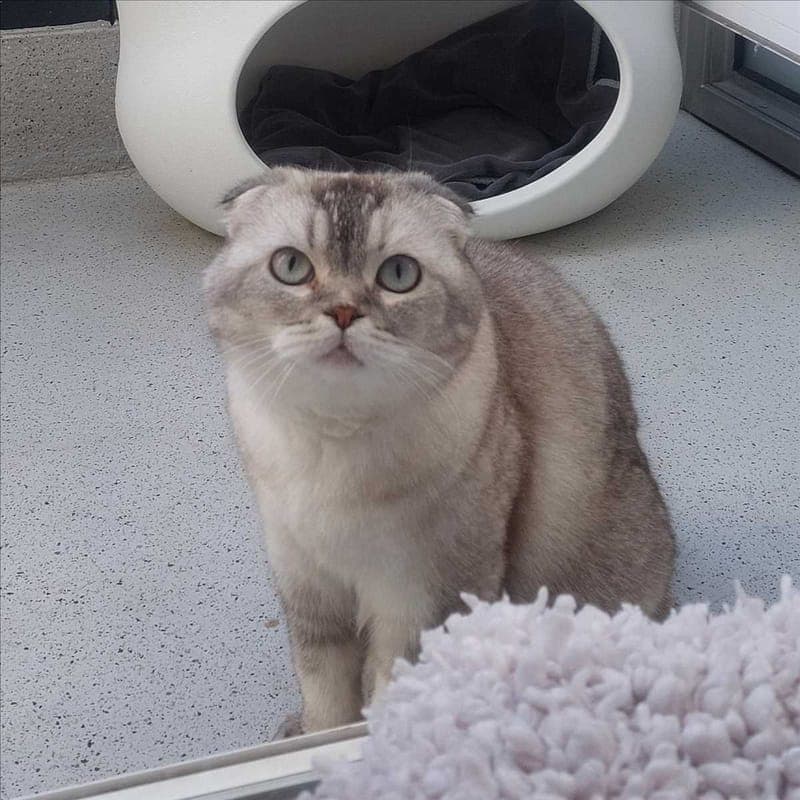 INCI - Katze zur Adoption aus Tierheim München