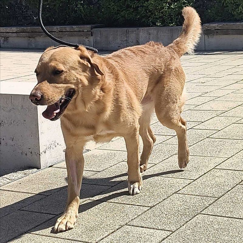 INDIGO - Hund zur Adoption aus Tierheim München