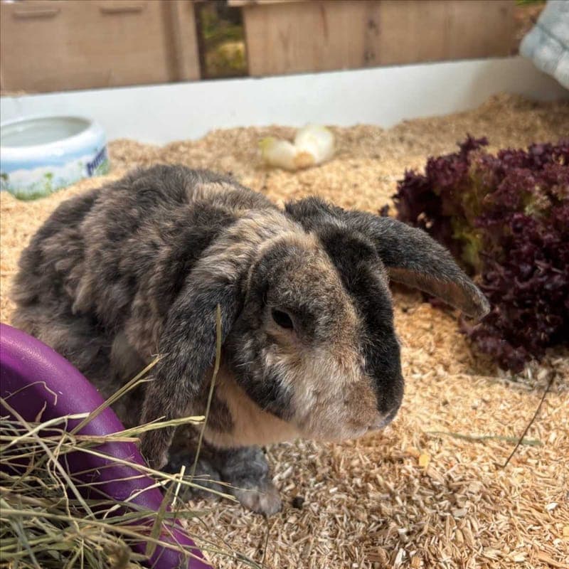 JANOSCH - Kleintier zur Adoption aus Tierheim München