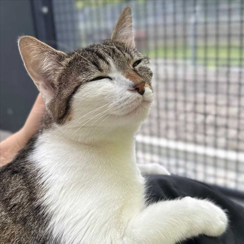 JELLY - Katze zur Adoption aus Tierheim München