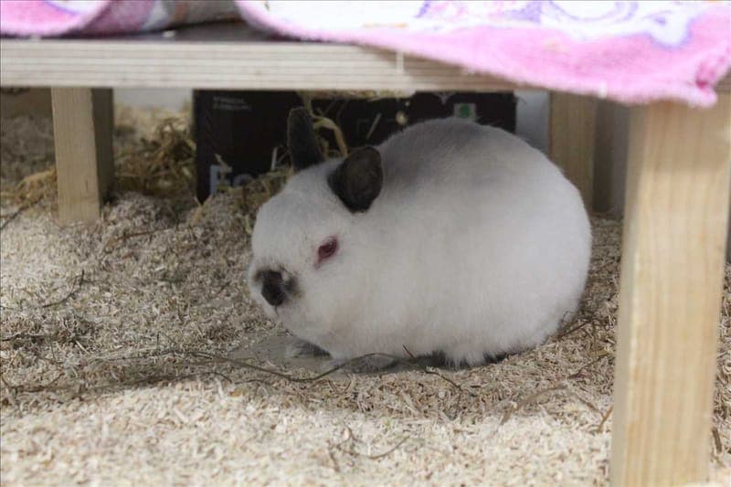 JIMMY - Kleintier zur Adoption aus Tierheim München