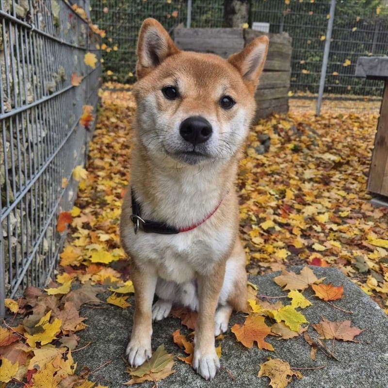 JIRO - Hund zur Adoption aus Tierheim München