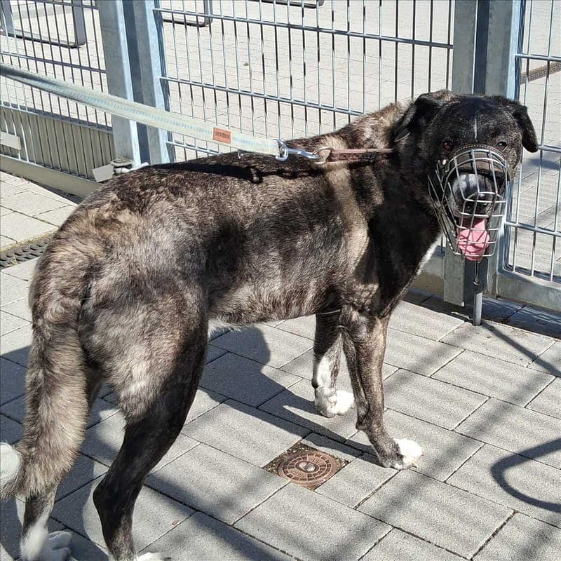 JOHNNY - Hund zur Adoption aus Tierheim München