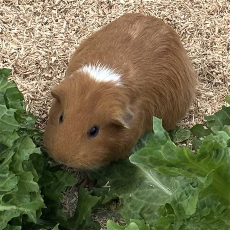 JOJO VON JOHANNESBEERE - Kleintier zur Adoption aus Tierheim München