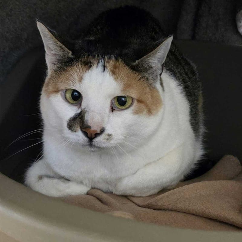 JOLIE - Katze zur Adoption aus Tierheim München