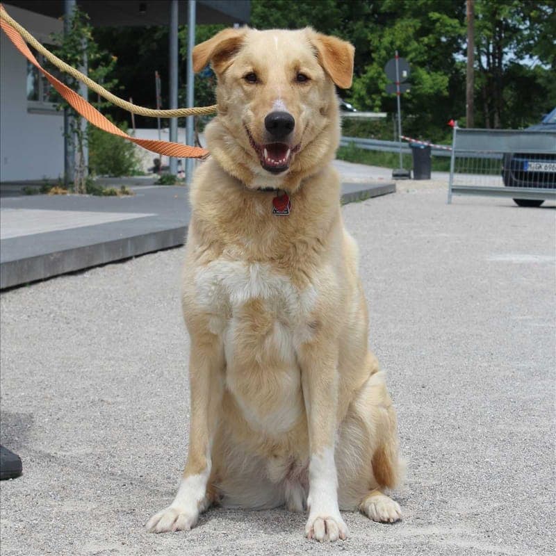 JOSHI - Hund zur Adoption aus Tierheim München