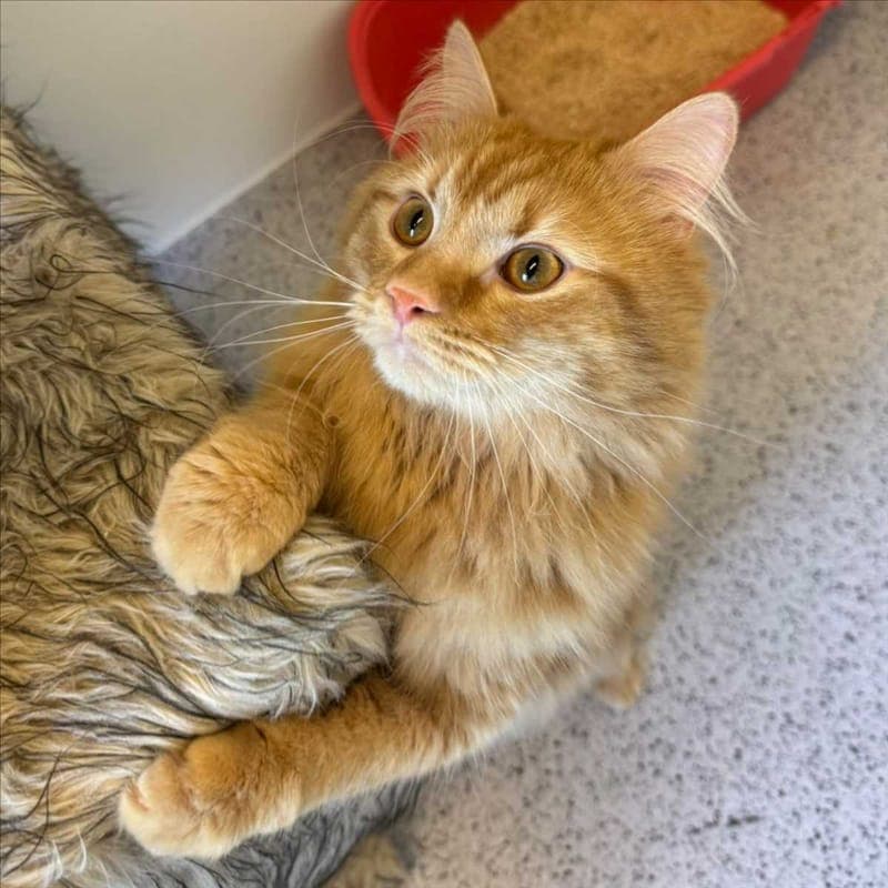 KAI - Katze zur Adoption aus Tierheim München