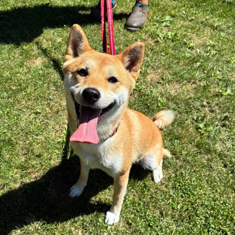 KALI - Hund zur Adoption aus Tierheim München