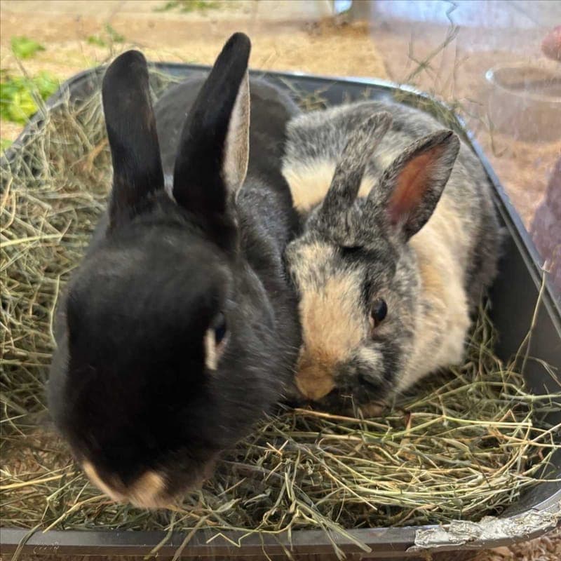 KARLA KOLUMNA - Kleintier zur Adoption aus Tierheim München