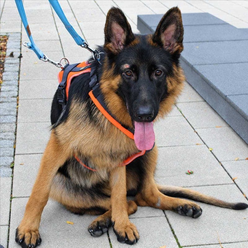 KENDA - Hund zur Adoption aus Tierheim München
