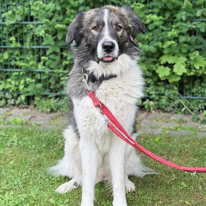 KILI - Hund zur Adoption aus Tierheim München
