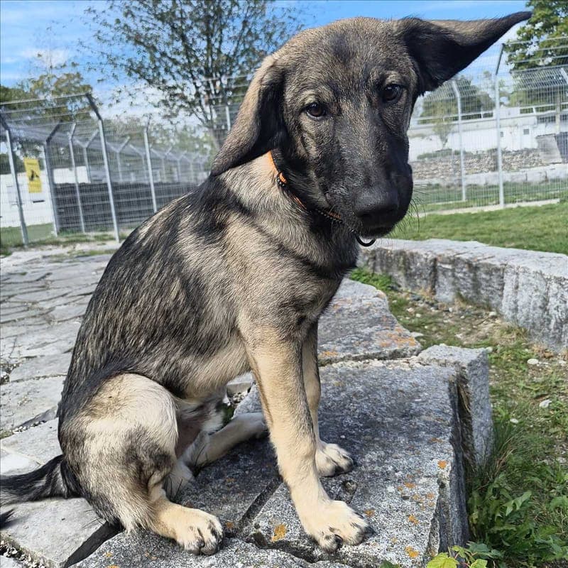 KIMBO - Hund zur Adoption aus Tierheim München