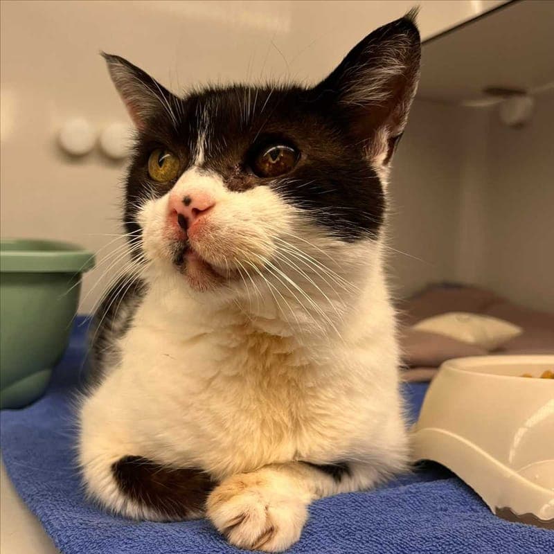 KITTY - Katze zur Adoption aus Tierheim München