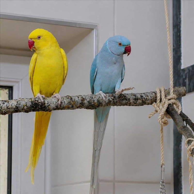 KIWI - Vogel zur Adoption aus Tierheim München