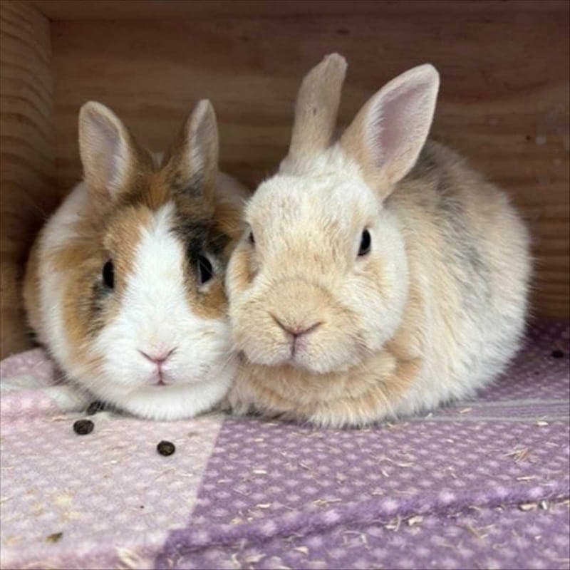 KRALLI - Kleintier zur Adoption aus Tierheim München