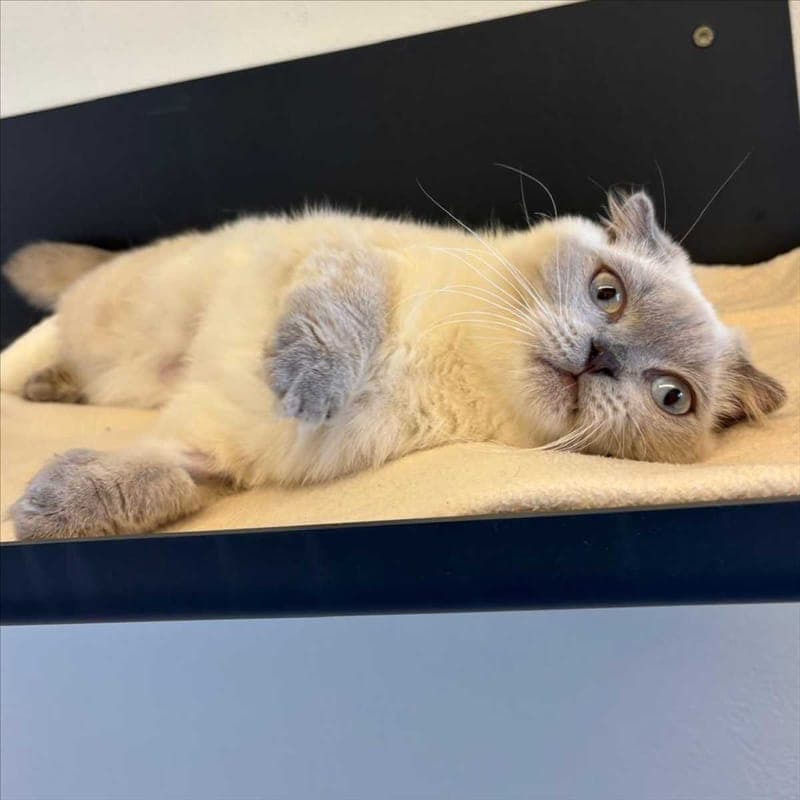 KUKU - Katze zur Adoption aus Tierheim München