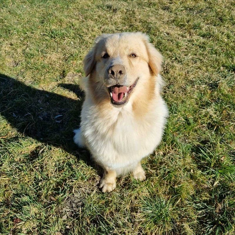 KYMA - Hund zur Adoption aus Tierheim München