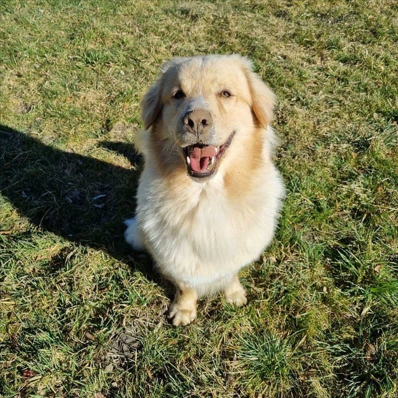 KYMA - Hund zur Adoption aus Tierheim München