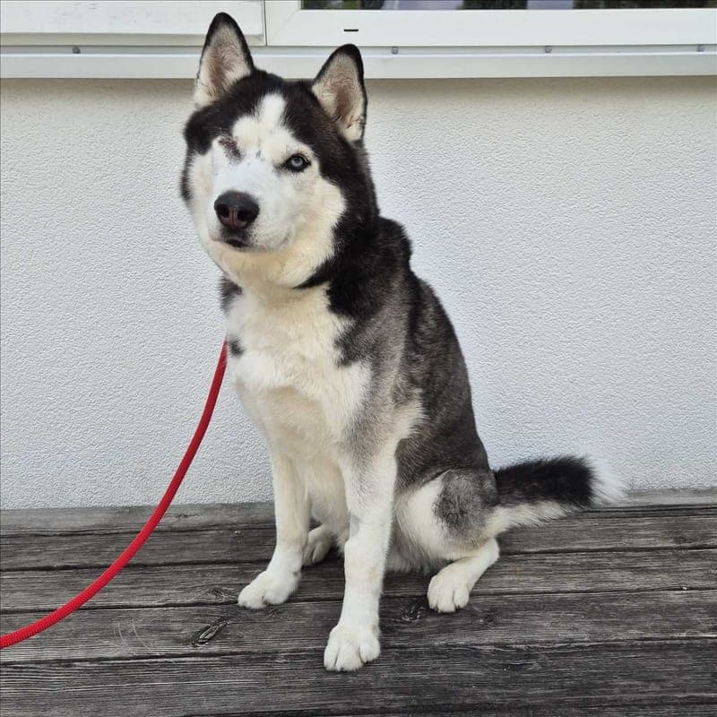 LEO - Hund zur Adoption aus Tierheim München