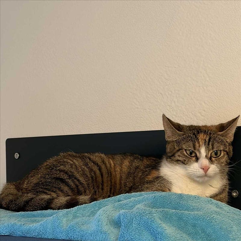 LILLI - Katze zur Adoption aus Tierheim München