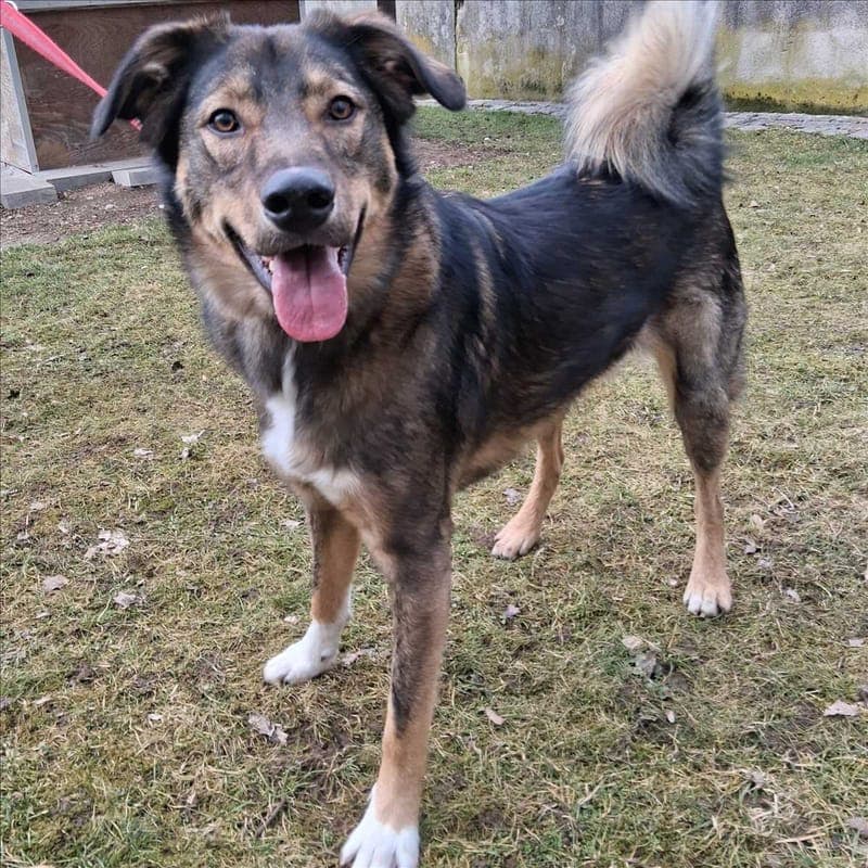 LOISL - Hund zur Adoption aus Tierheim München