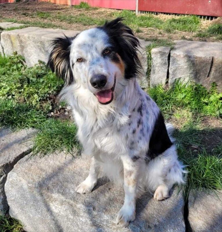 LOKI - Hund zur Adoption aus Tierheim München