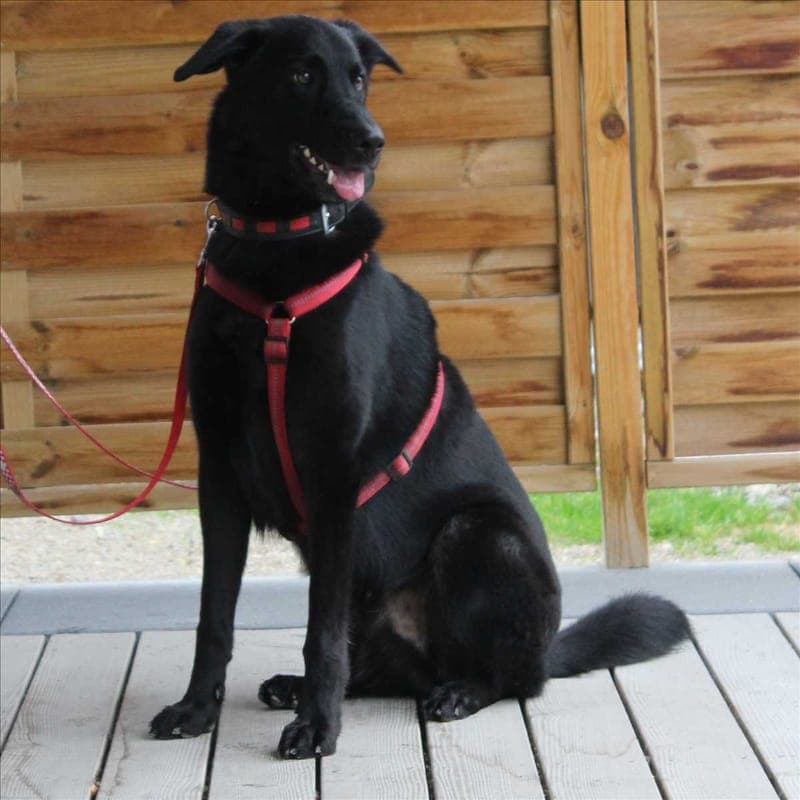 LOUIE - Hund zur Adoption aus Tierheim München