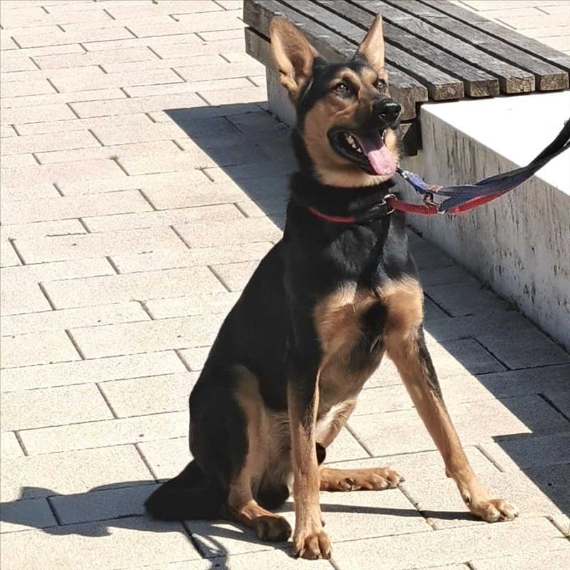 LOUIS - Hund zur Adoption aus Tierheim München