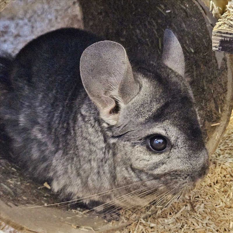 LOUISE - Kleintier zur Adoption aus Tierheim München