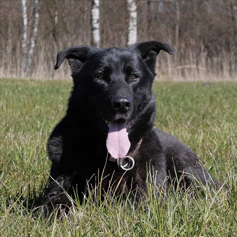 LUCKY - Hund zur Adoption aus Tierheim München