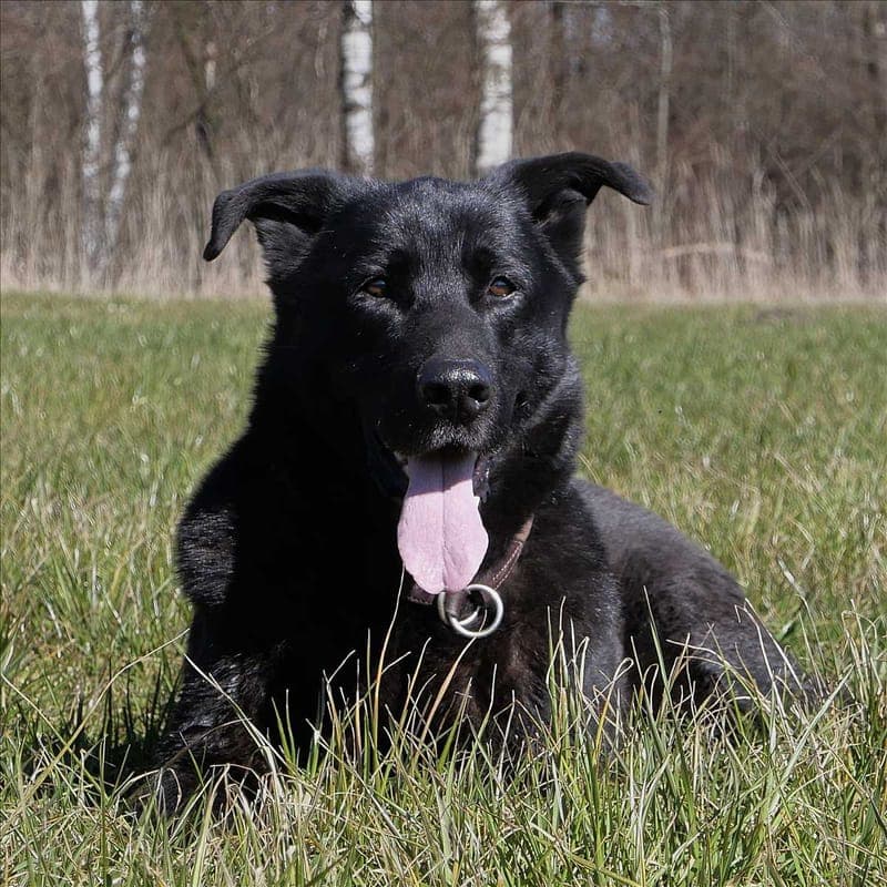 LUCKY - Hund zur Adoption aus Tierheim München