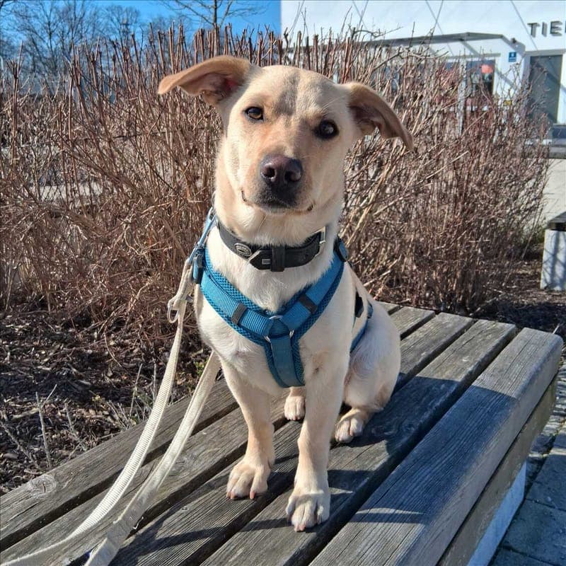 LUNA - Hund zur Adoption aus Tierheim München