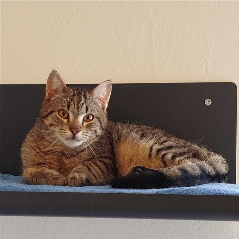 MAMPFBERT - Katze zur Adoption aus Tierheim München