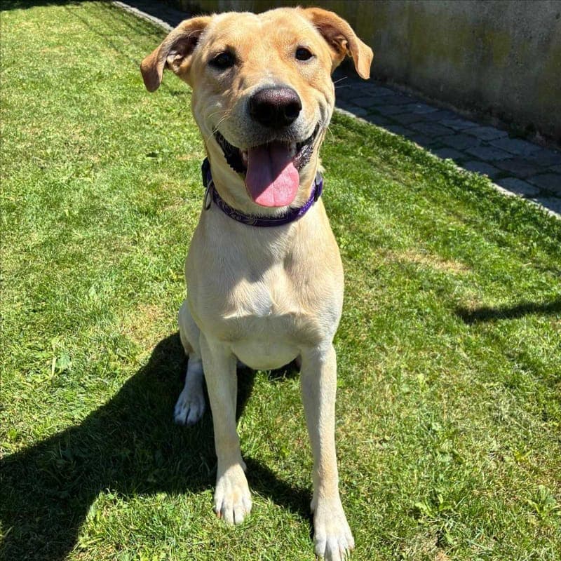 MAX - Hund zur Adoption aus Tierheim München