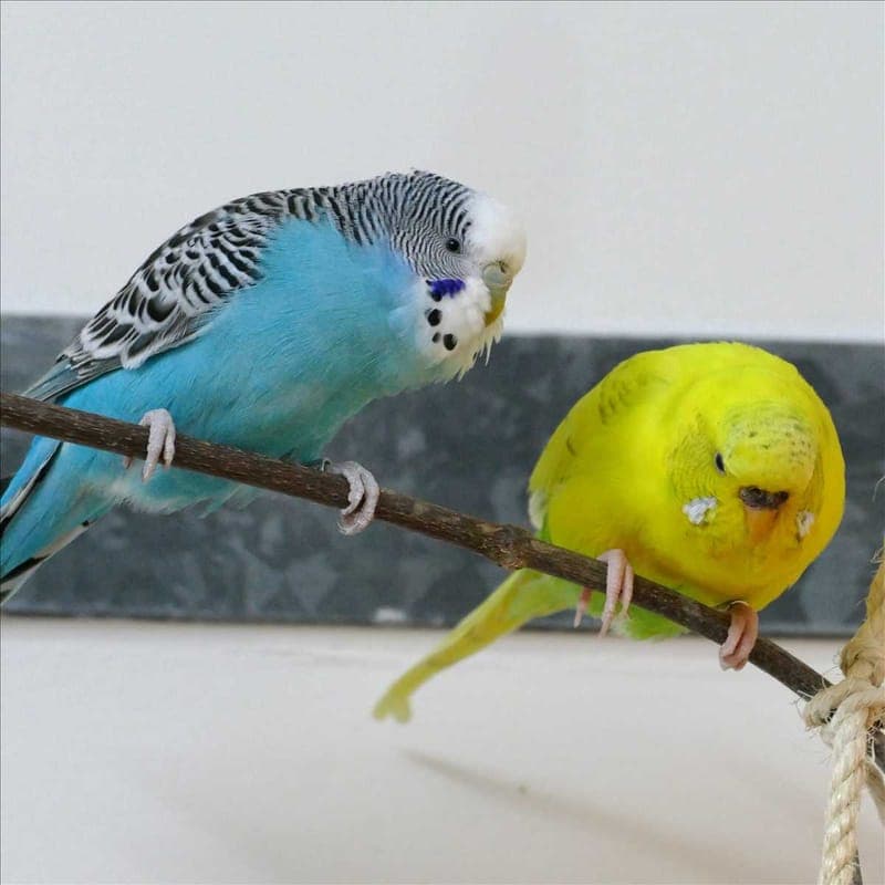 MERLINCHEN - Vogel zur Adoption aus Tierheim München