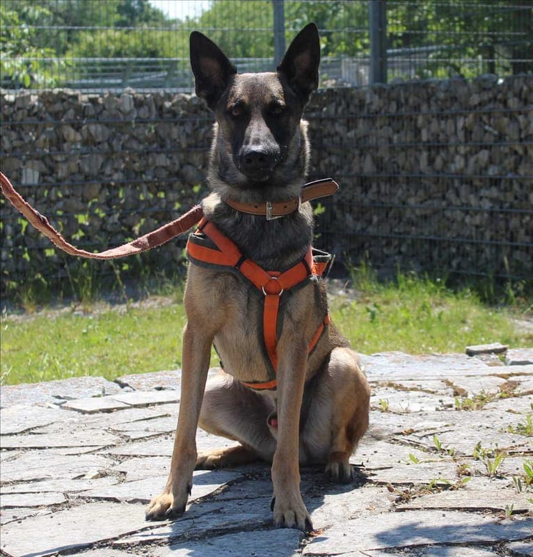 MIKE - Hund zur Adoption aus Tierheim München