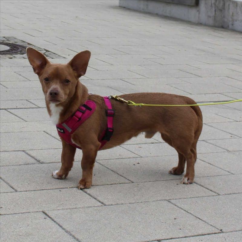 MIKEY - Hund zur Adoption aus Tierheim München