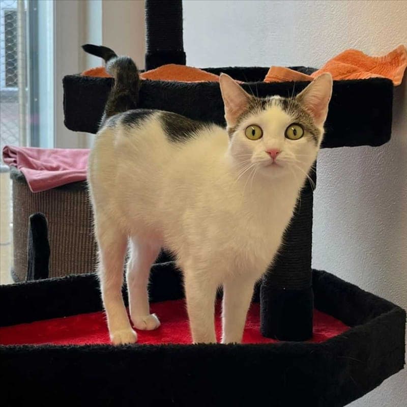 MILA - Katze zur Adoption aus Tierheim München