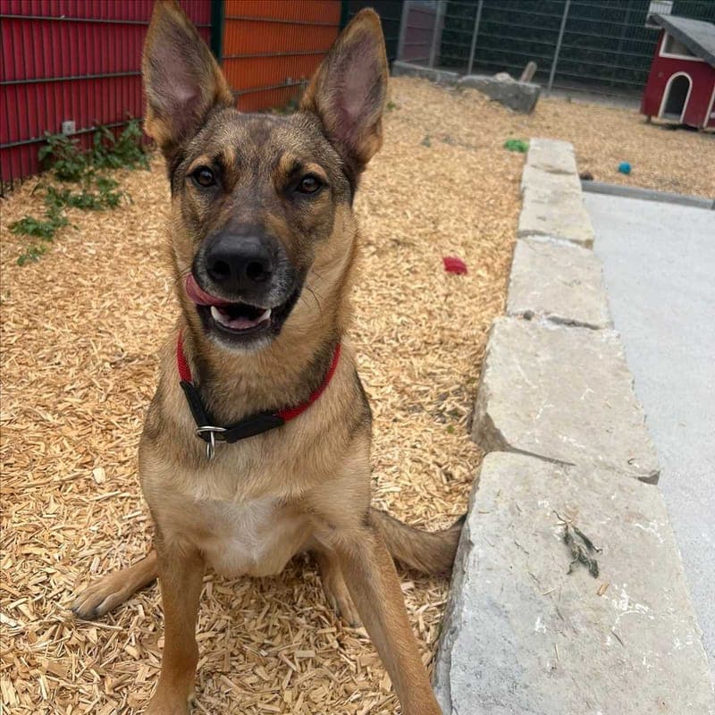 MILES - Hund zur Adoption aus Tierheim München