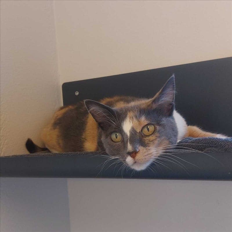 MILKA - Katze zur Adoption aus Tierheim München