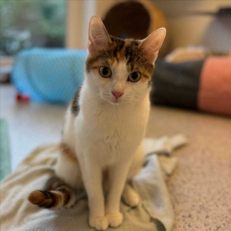 MIMI - Katze zur Adoption aus Tierheim München