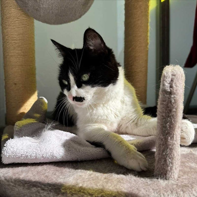MIMI-SUN - Katze zur Adoption aus Tierheim München